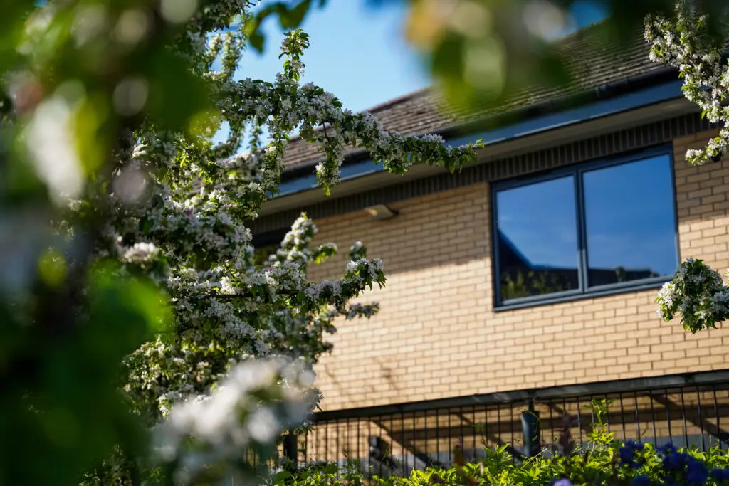 Midwinter Office in spring bloom