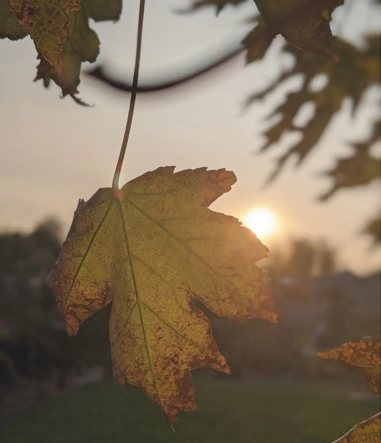 Autumn Leaf, sunset